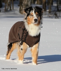 Bild p&aring; hunden AMY