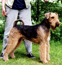 Bild p&aring; hunden Hector
