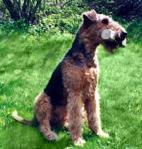Bild p&aring; hunden Matilda
