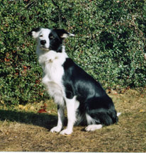 Bild p&aring; hunden Zita
