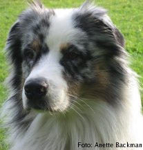 Bild p&aring; hunden Zolo